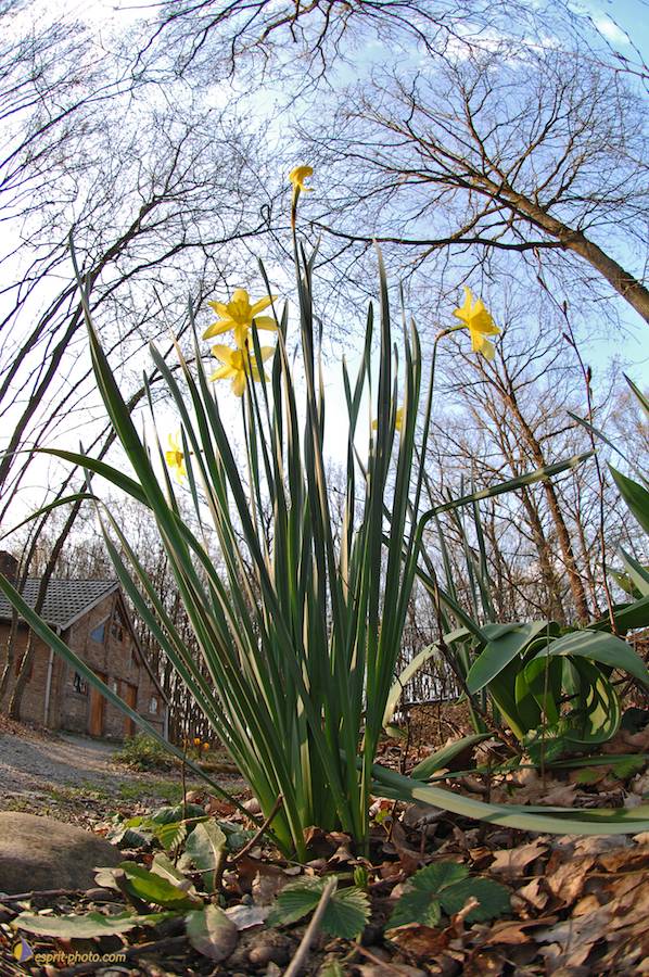 Nom de l'image : D2214655_1_(c)Norbert-JUNG — Description :